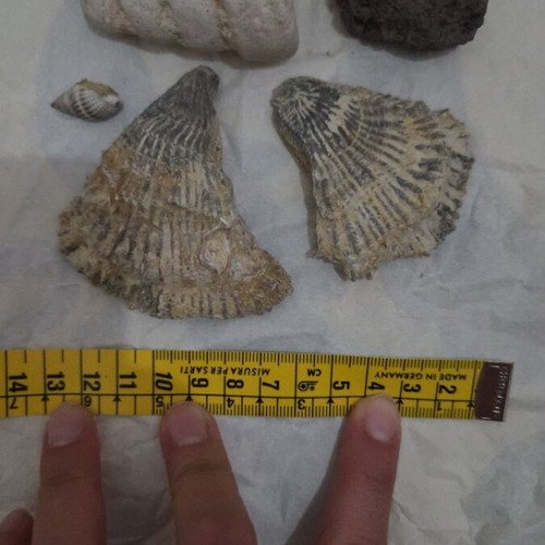 Fossil set from Tunisia like new