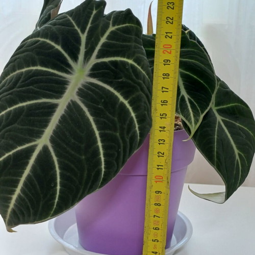 Alocasia Black Velvet plant, ready to bloom, 25cm height