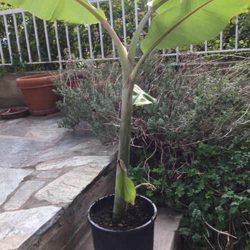 Banana plant new, height 60 cm