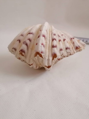 Κοχύλια μεταχειρισμένα, διακοσμητικά θαλάσσης 18 εκ, γιγάντιο tridacna