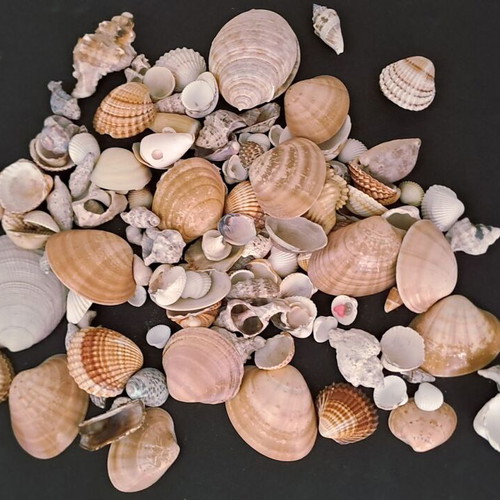 Collection of natural seashells like new, 2 kg with vase
