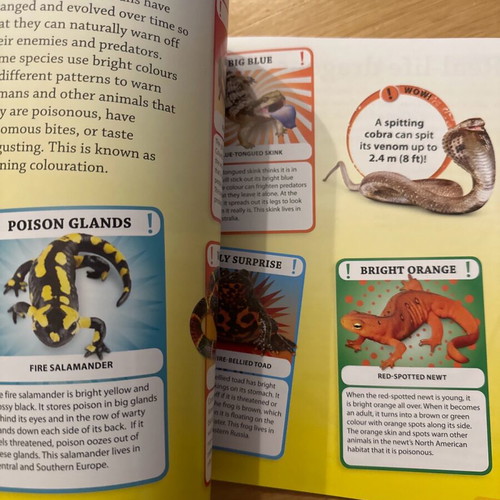 DK Findout set of books about animals, birds, bugs and reptiles brand new