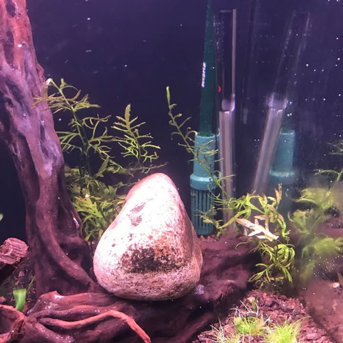 120L Aquarium with Wooden Stand and Complete Setup