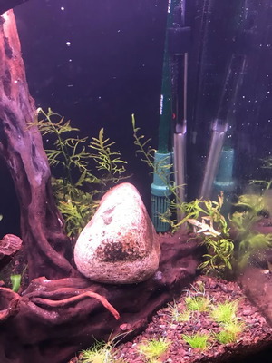 120L Aquarium with Wooden Stand and Complete Setup