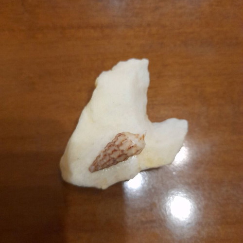 Love artwork by Common Art with heart-shaped stone and shell, new