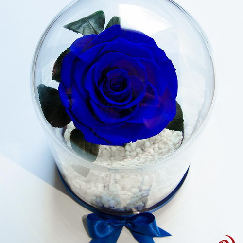 Blue natural eternal rose in large glass dome made to order