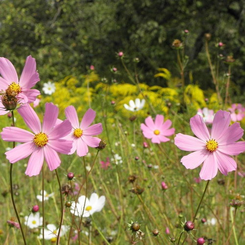 Cosmos Bipinnatus Mix flower seeds, 20 pcs