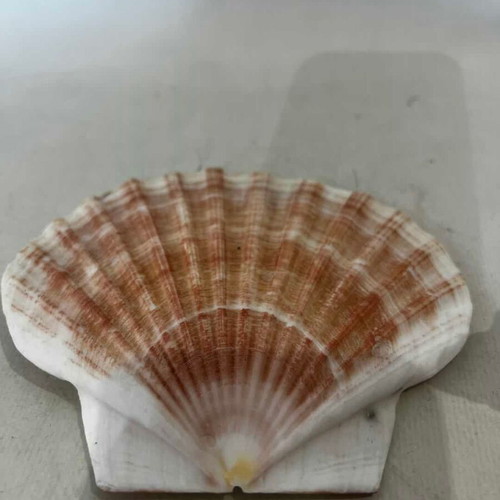 Decorative seashells set of 2 used, sizes 8x17x10 and 12x13
