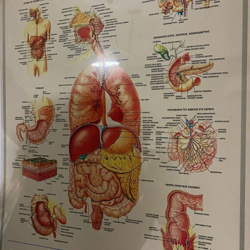 Digestive system poster used, 70x50cm, hard glossy paper