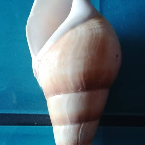 Medium Seashell #2 like new