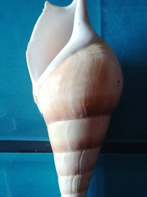 Medium Seashell #2 like new