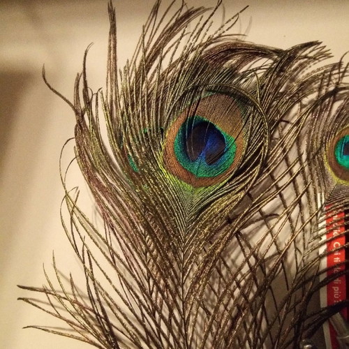 Peacock feather new, length 28 centimeters