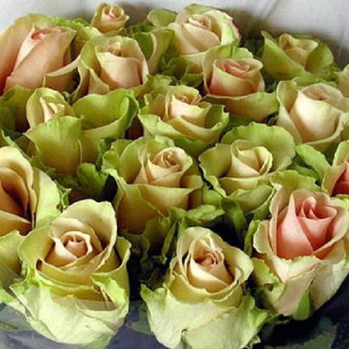 Dancing Queen bicolor rose seeds, 25 pcs, green and pink