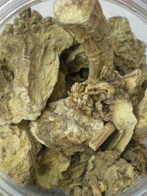 Tsueni root Chinese angelica new