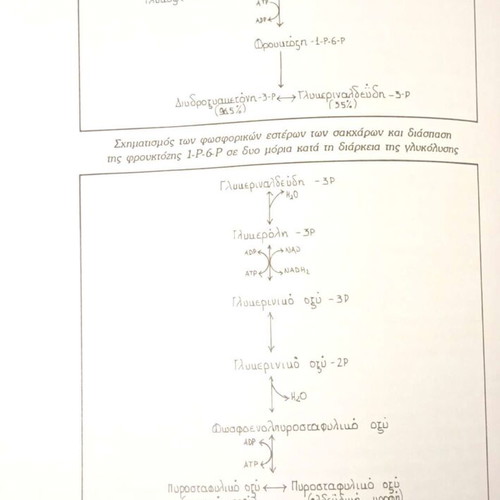 Oenology From Grape to Wine by Argyris Tsakiris used, Greek