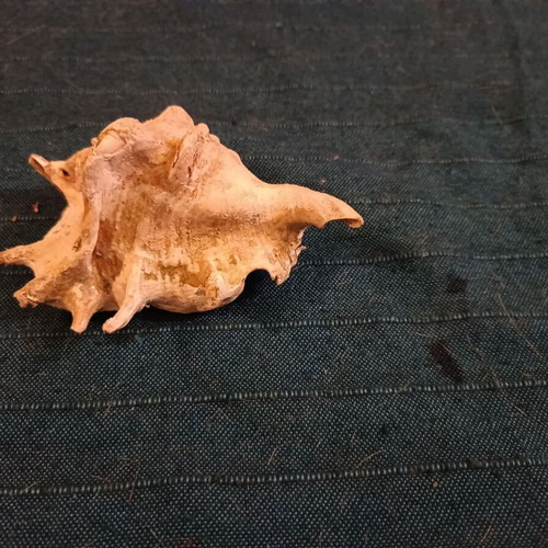 Κοχύλι Lambis truncata σαν καινούργιο