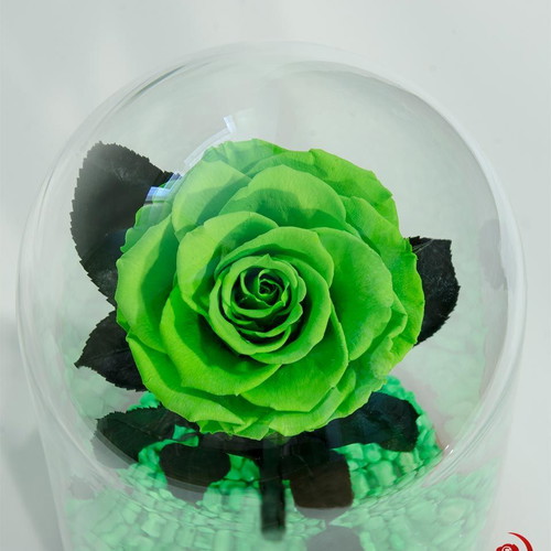 Green Natural Eternal Rose in Large Glass Dome made to order
