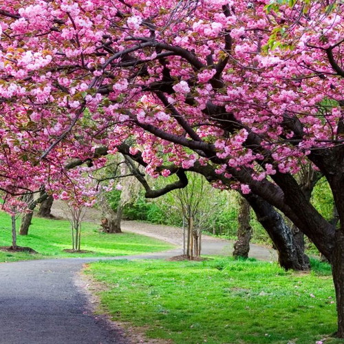 25 Pink Japanese Cherry Sakura Prunus Serrulata Seeds