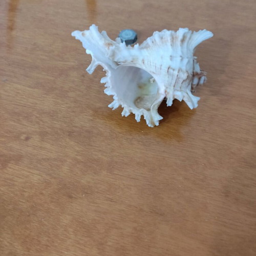 Natural seashells like new, large spider shell and smaller one