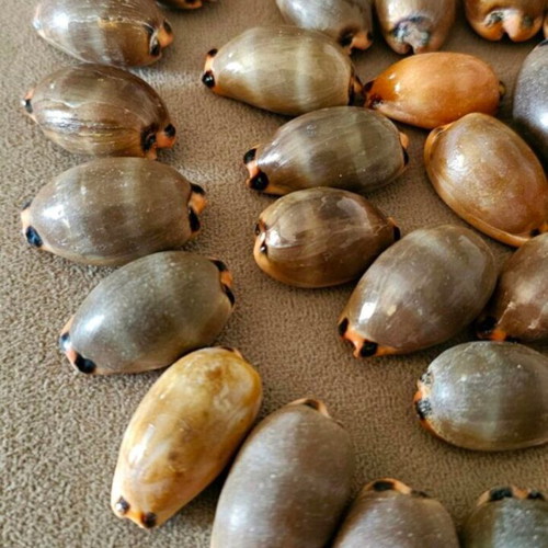 Mini Pig Shells like new, pack