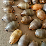 Mini Pig Shells like new, pack