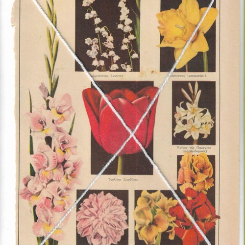 Vintage prints pack of 4 with tulip varieties and other flowers, like new