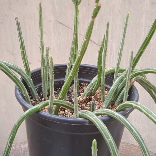Senecio Stapeliformis succulent in medium pot, new