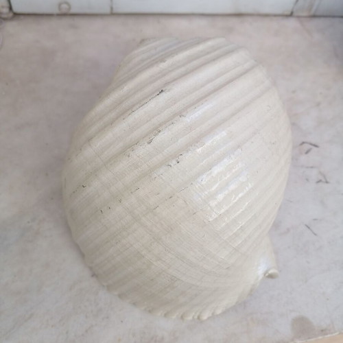 Decorative shell like new