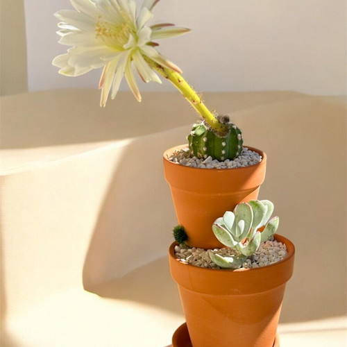 Handmade succulent arrangement with Cotyledon orbiculata and Echinopsis Subdenudata