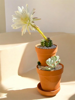 Handmade succulent arrangement with Cotyledon orbiculata and Echinopsis Subdenudata
