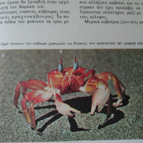 The Wonders of the Animal World like new