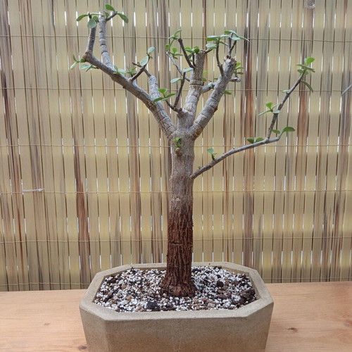 Portulacaria afra Bonsai 38cm new