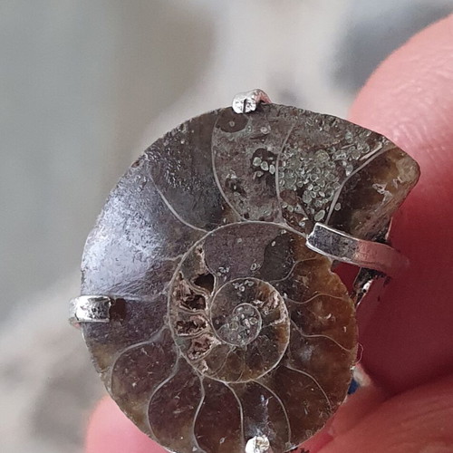 Ring fossilised ammonite silver plated size USA 5-5.5 new