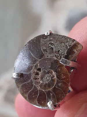 Ring fossilised ammonite silver plated size USA 5-5.5 new