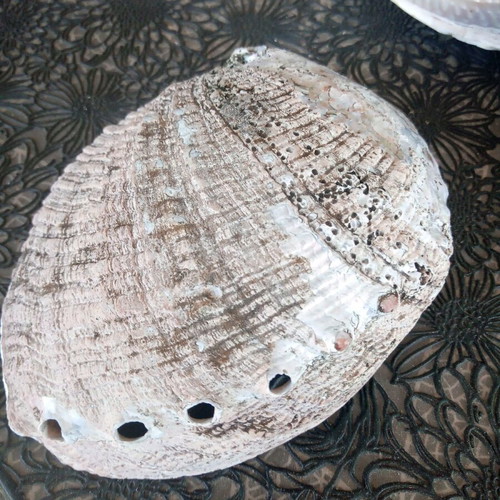 Natural abalone shell mother-of-pearl like new, large size 12.7 cm, iridescent