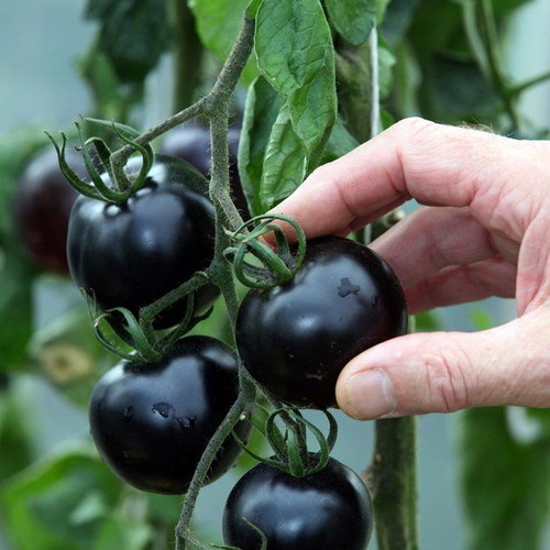 Indigo Rose black tomato seeds, pack of 20