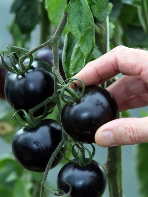 Indigo Rose black tomato seeds, pack of 20