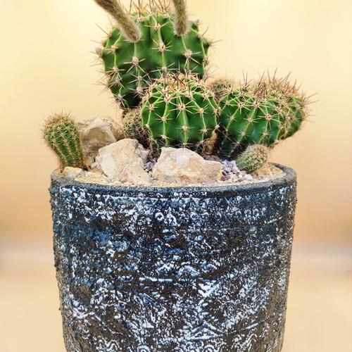 Echinopsis arrangement in ceramic pot new