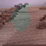  Μικρός Βούδας