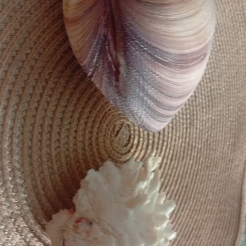 Spondylus and Antigona closed bivalve shells set, like new