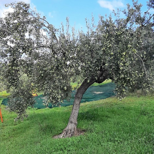 Extra virgin olive oil from Athikia Corinthia new, 5 liters