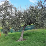 Εξαιρετικό παρθένο ελαιόλαδο Αθικίων Κορινθίας καινούργιο, 5 λίτρα