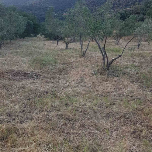 Agricultural land 4,817 m² buildable with olive trees in Sykia Halkidiki
