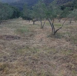 Agricultural land 4,817 m² buildable with olive trees in Sykia Halkidiki