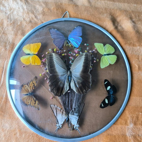 Brazilian frame with natural butterflies used, round