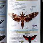  Βιβλίο για πεταλούδες ξενόγλωσσο / Butterflies and moths