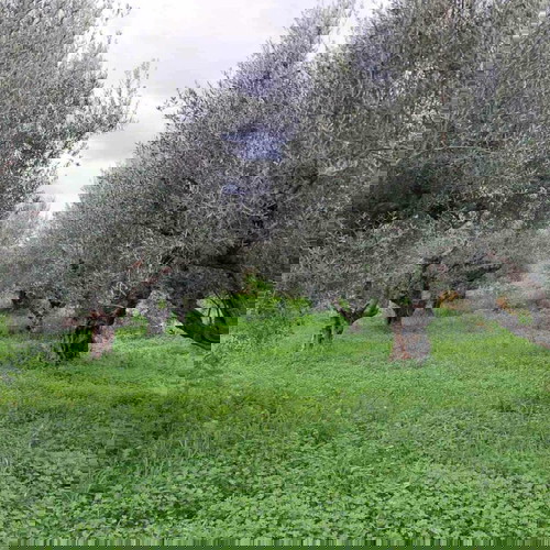 Olive grove 2.5 acres with 55 olive trees in Messinia, Romanos