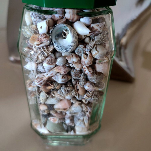 Seashells in jar new large collection