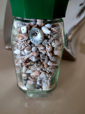 Seashells in jar new large collection
