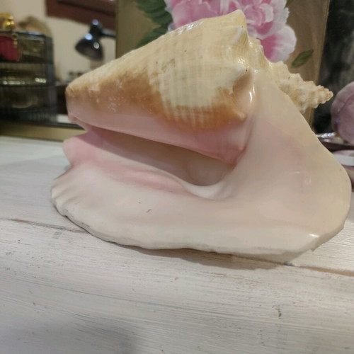 Large natural shell like new